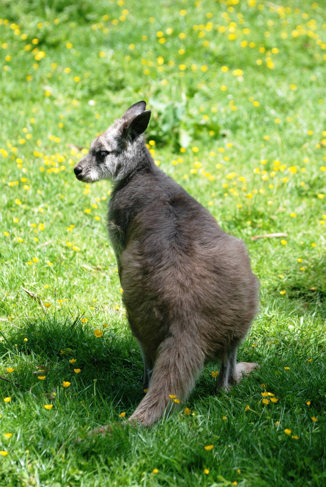 Eastern Wallaroo at Best, 02/06/12