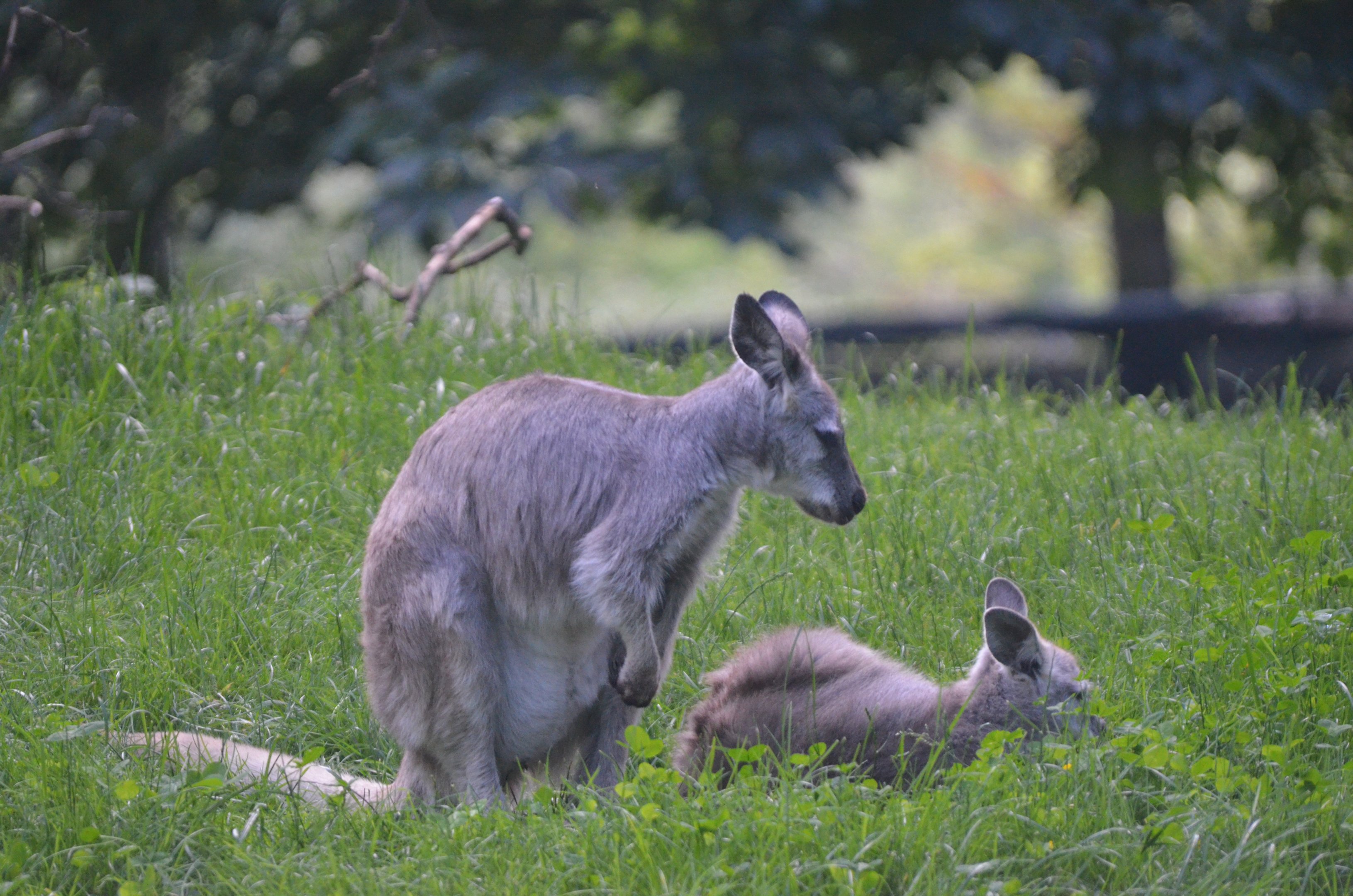 Eastern Wallaroo at Duisburg, 17/06/19