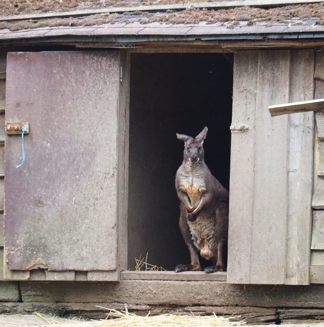 Eastern wallaroo buck (Macropus robustus robustus) in doorway, 2019-05-25