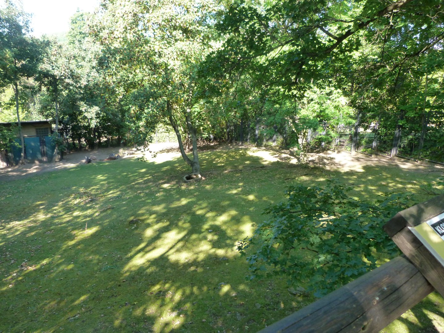 Eastern wallaroo exhibit -Zoo Praha (2025)