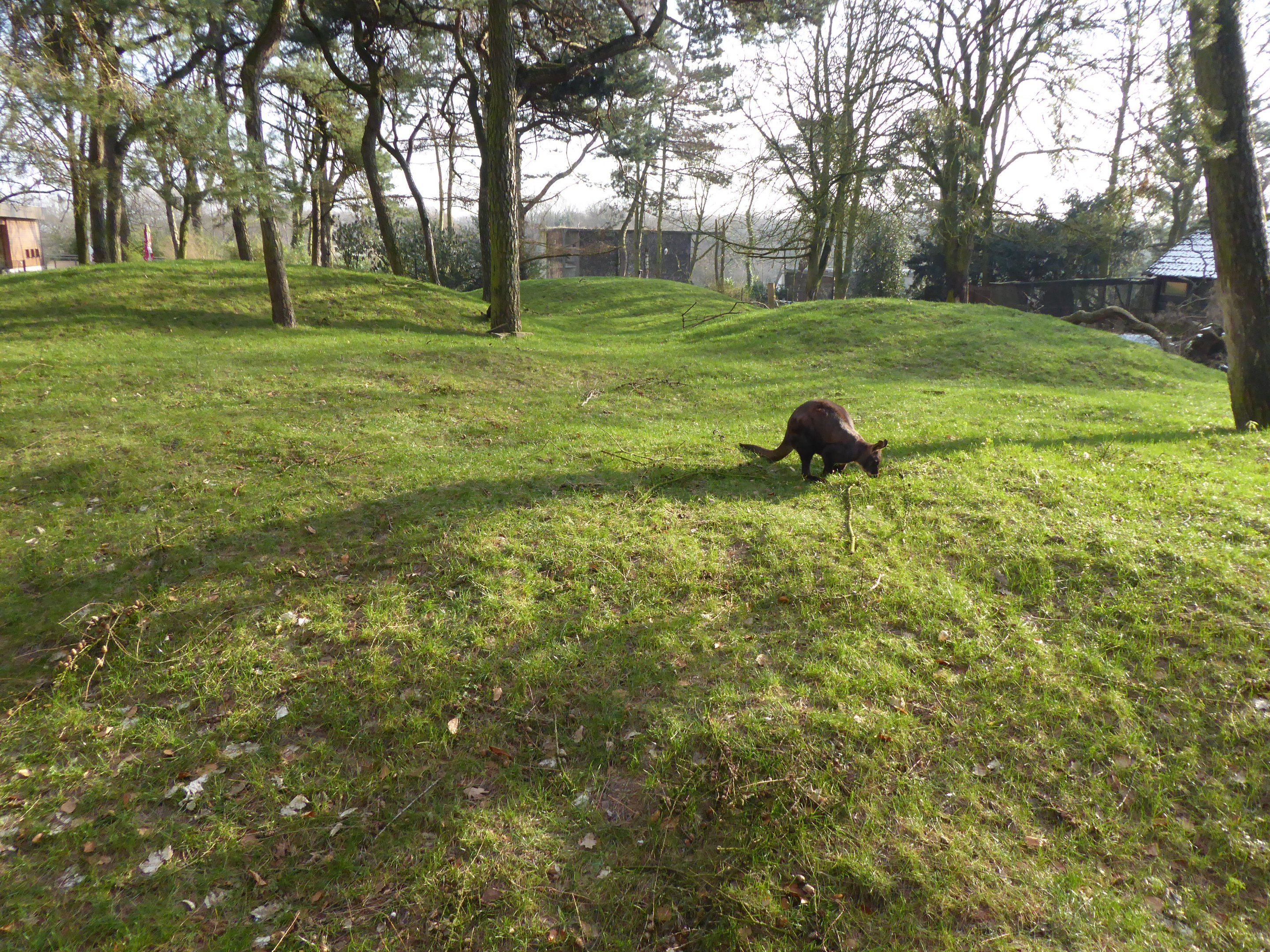 Eastern Wallaroo exhibit