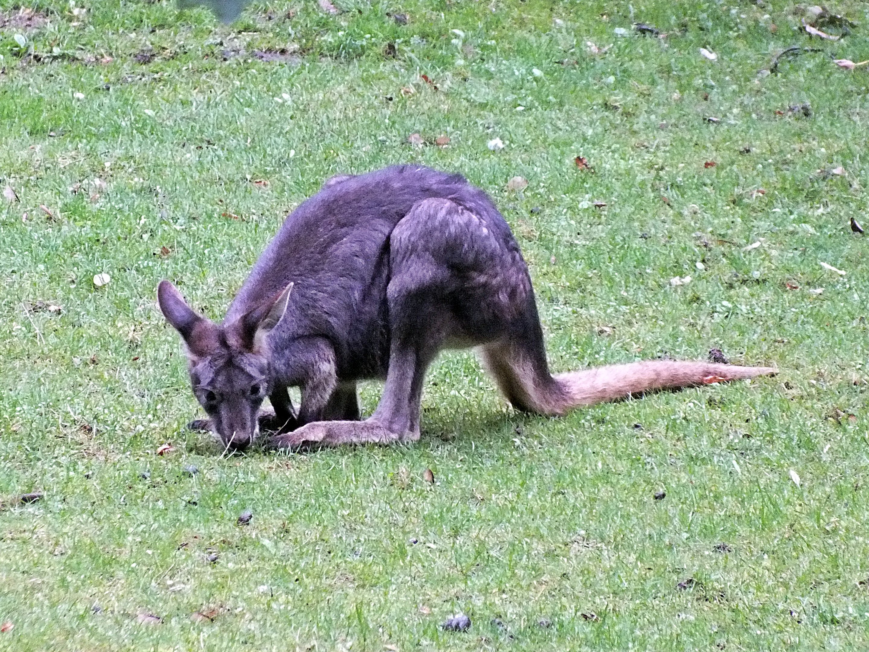 Eastern wallaroo joey