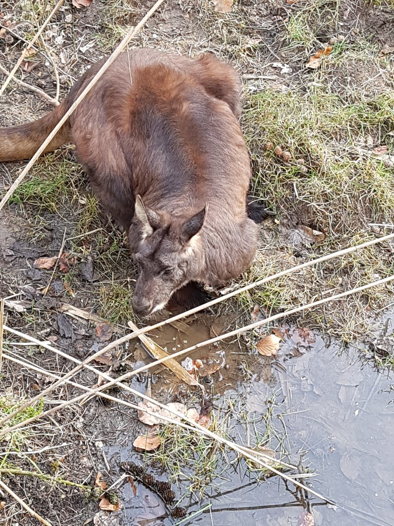 Eastern Wallaroo March 18