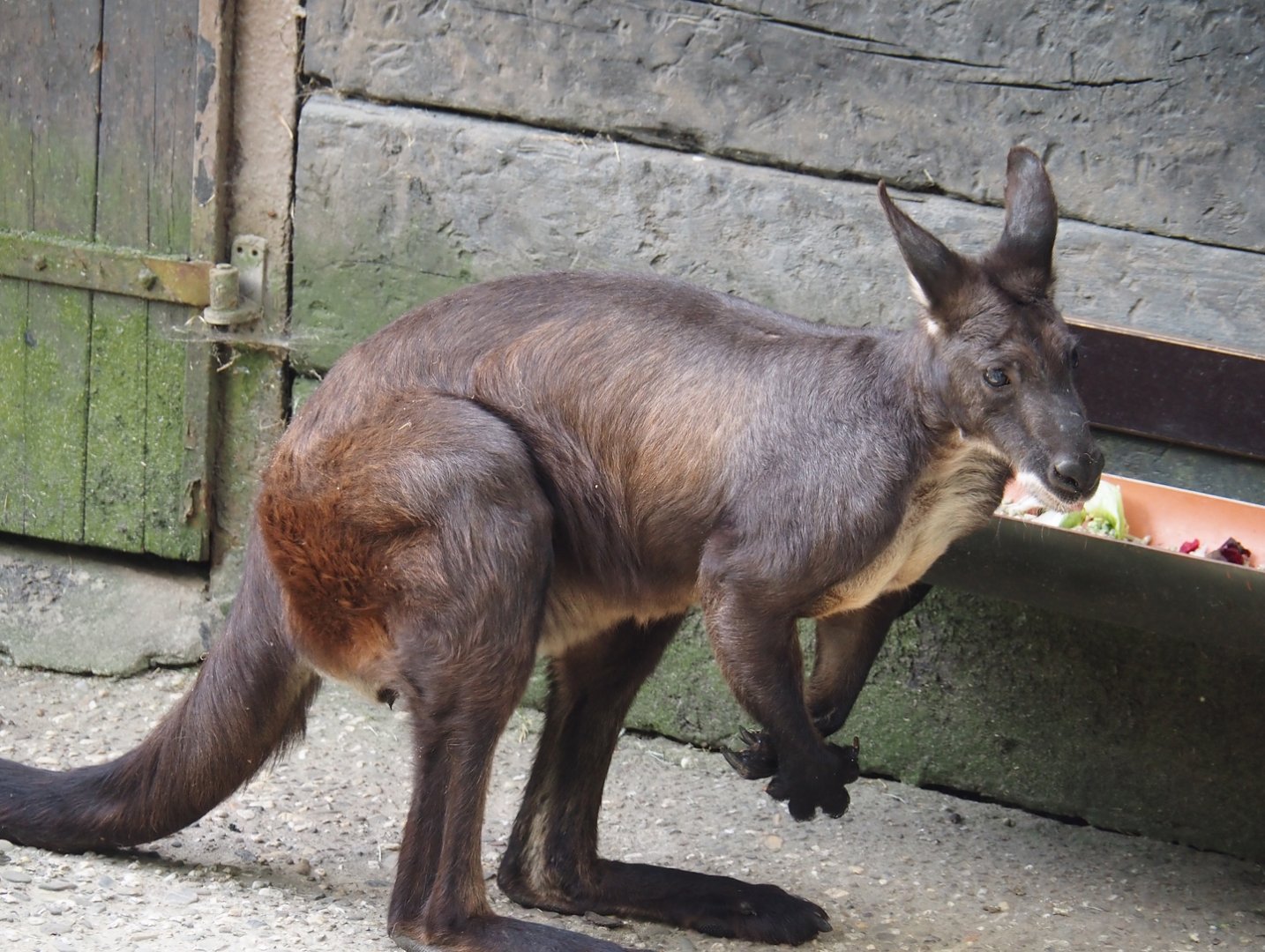 Eastern wallaroo (Osphranter robustus robustus), 2024-06-08