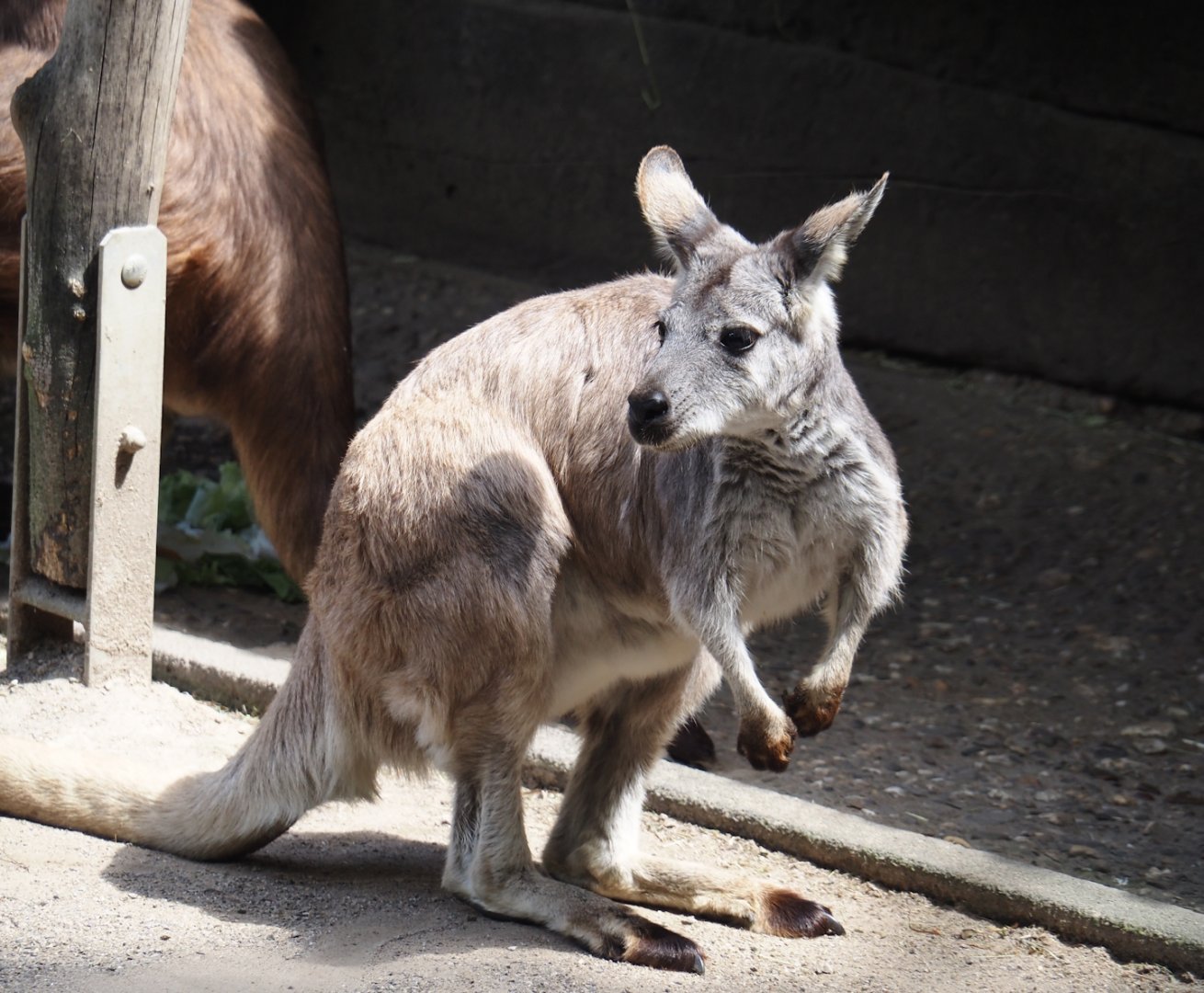 Eastern wallaroo (Osphranter robustus robustus), 2024-06-08