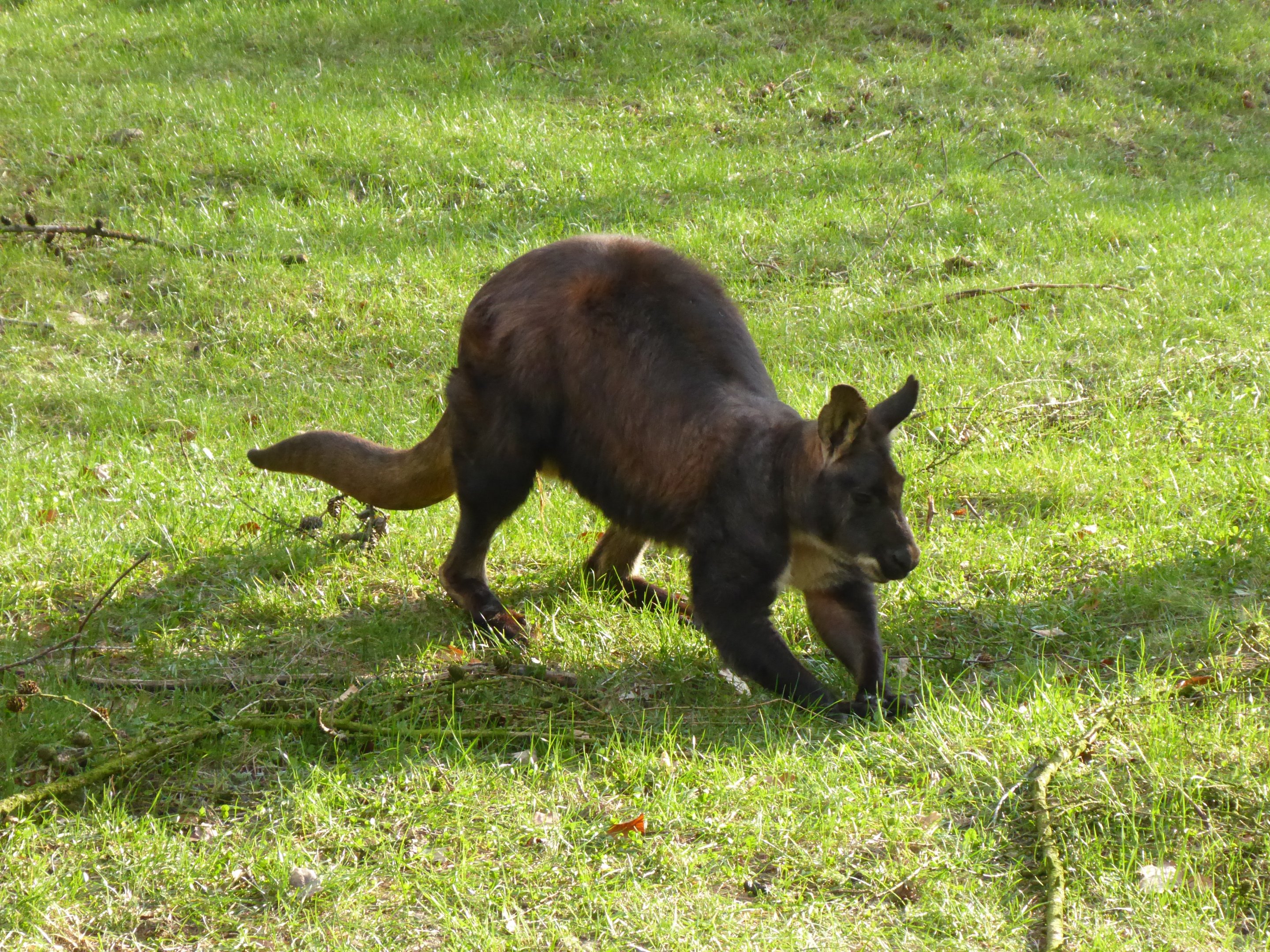 Eastern Wallaroo (Osphranter robustus robustus) at Zoo Duisburg -February 6th 2018