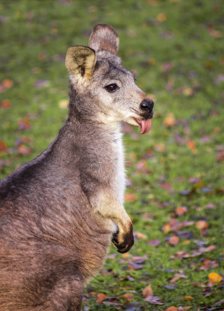 Eastern wallaroo, Osphranter robustus robustus