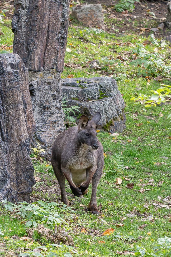 Eastern wallaroo (Osphranter robustus robustus)