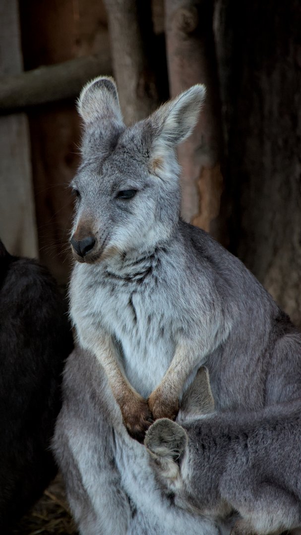 Eastern wallaroo (Osphranter robustus robustus)
