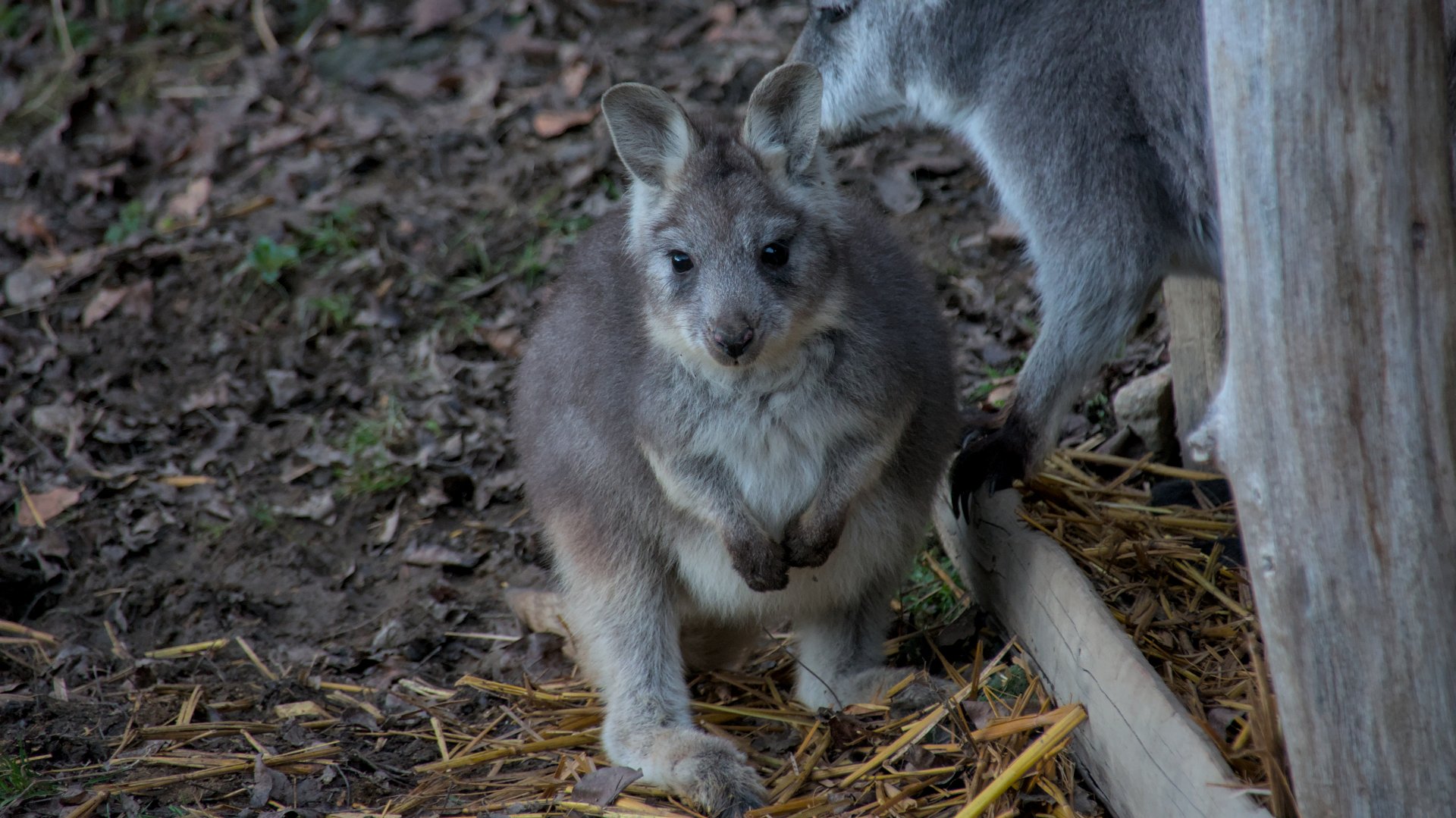Eastern wallaroo (Osphranter robustus robustus)