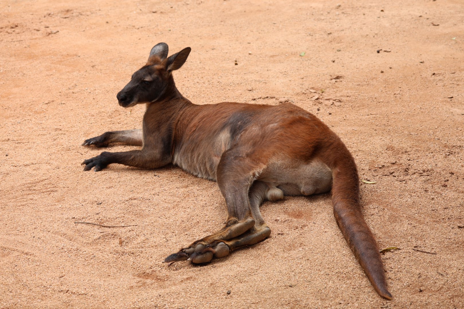 Eastern wallaroo (Osphranter robustus robustus)
