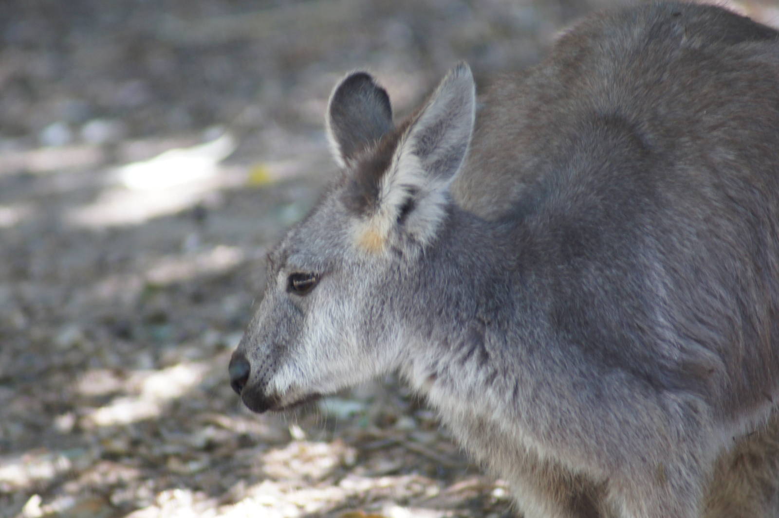 Eastern wallaroo