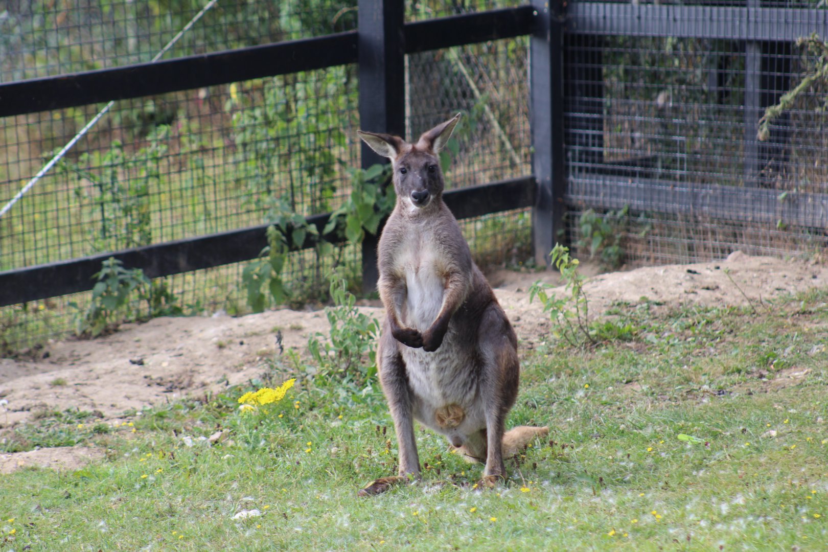 Eastern Wallaroo