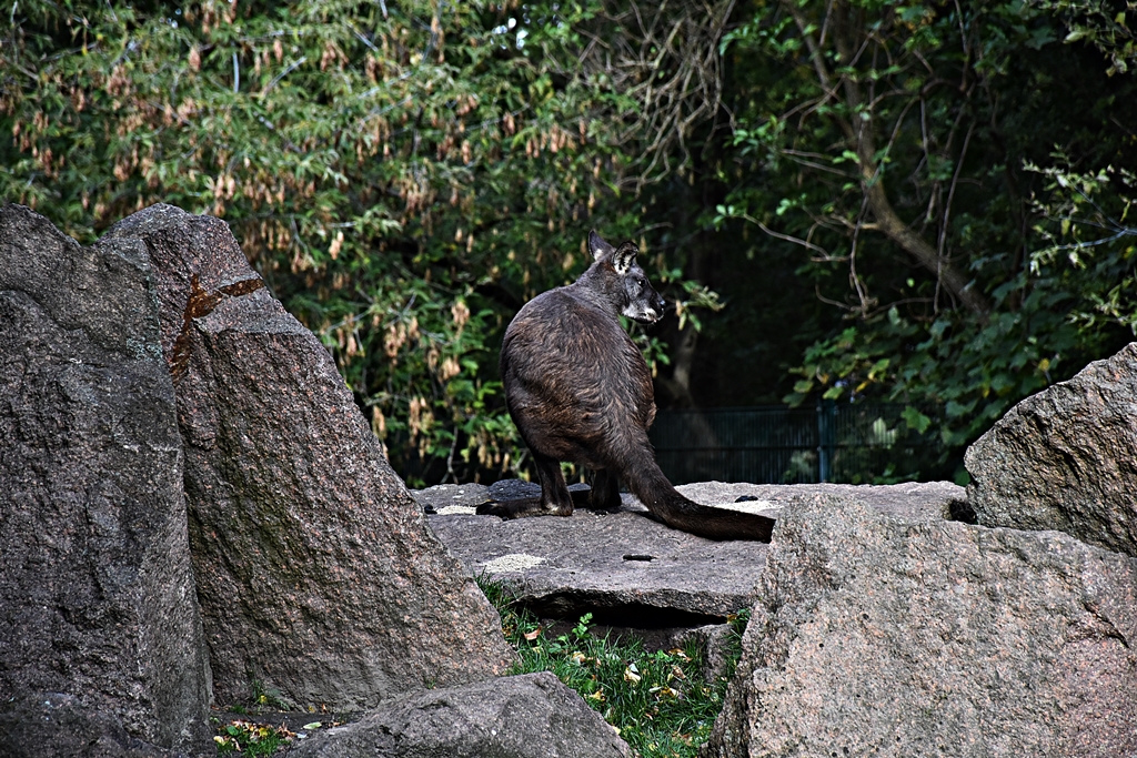 Eastern wallaroo