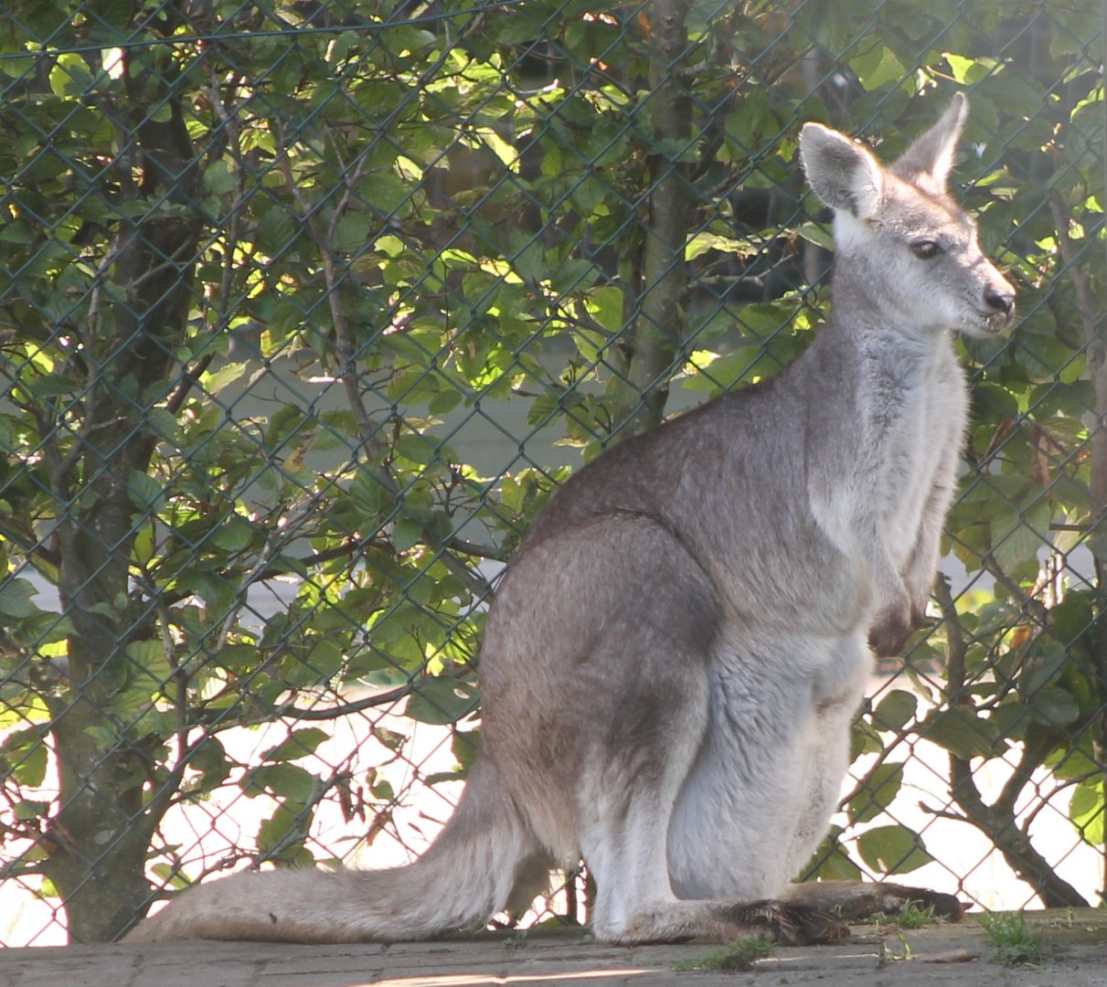 Eastern wallaroo