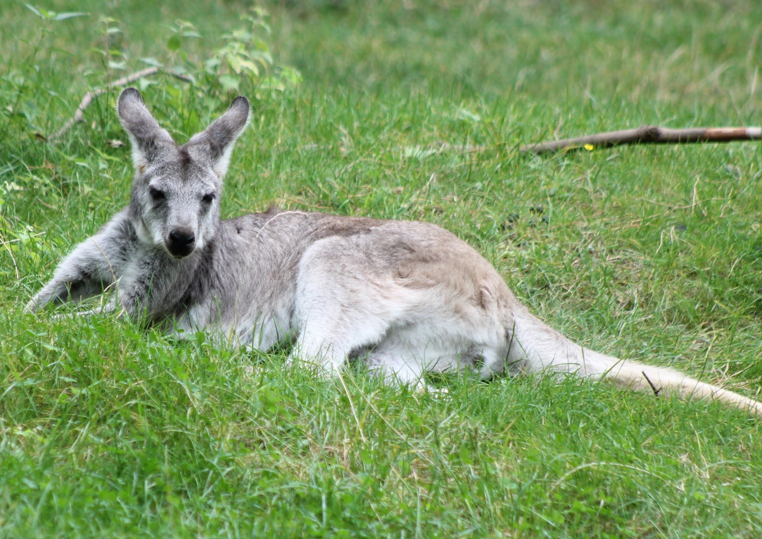 Eastern wallaroo