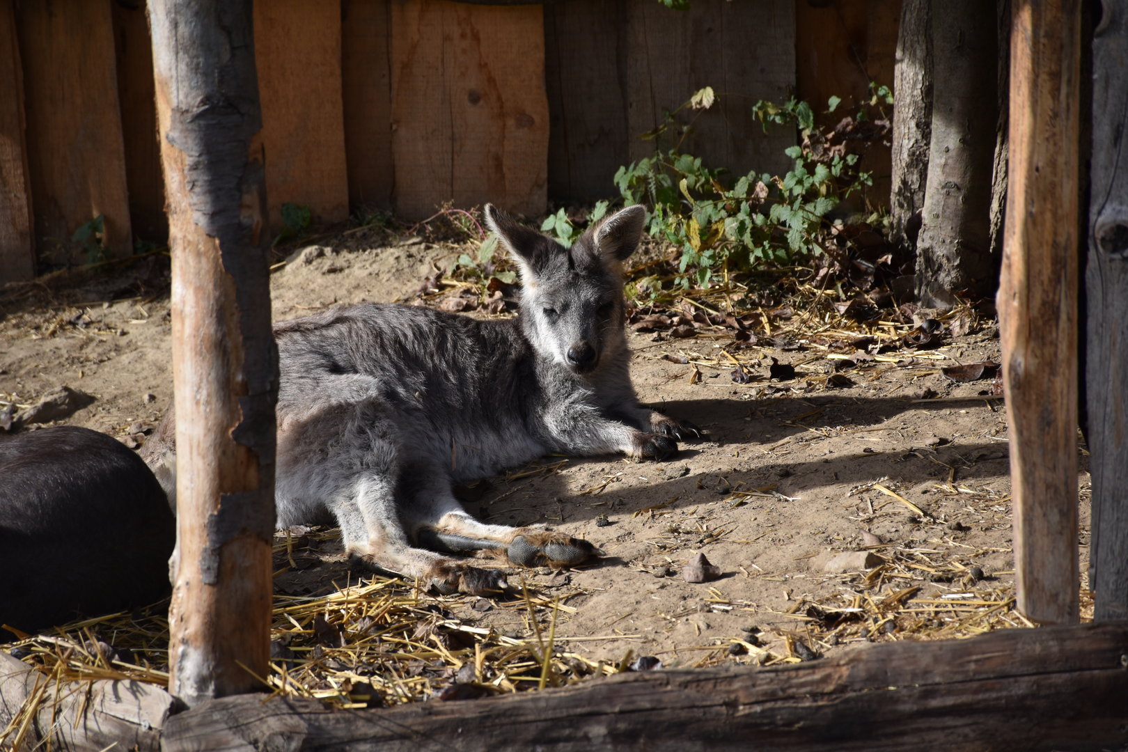 Eastern wallaroo