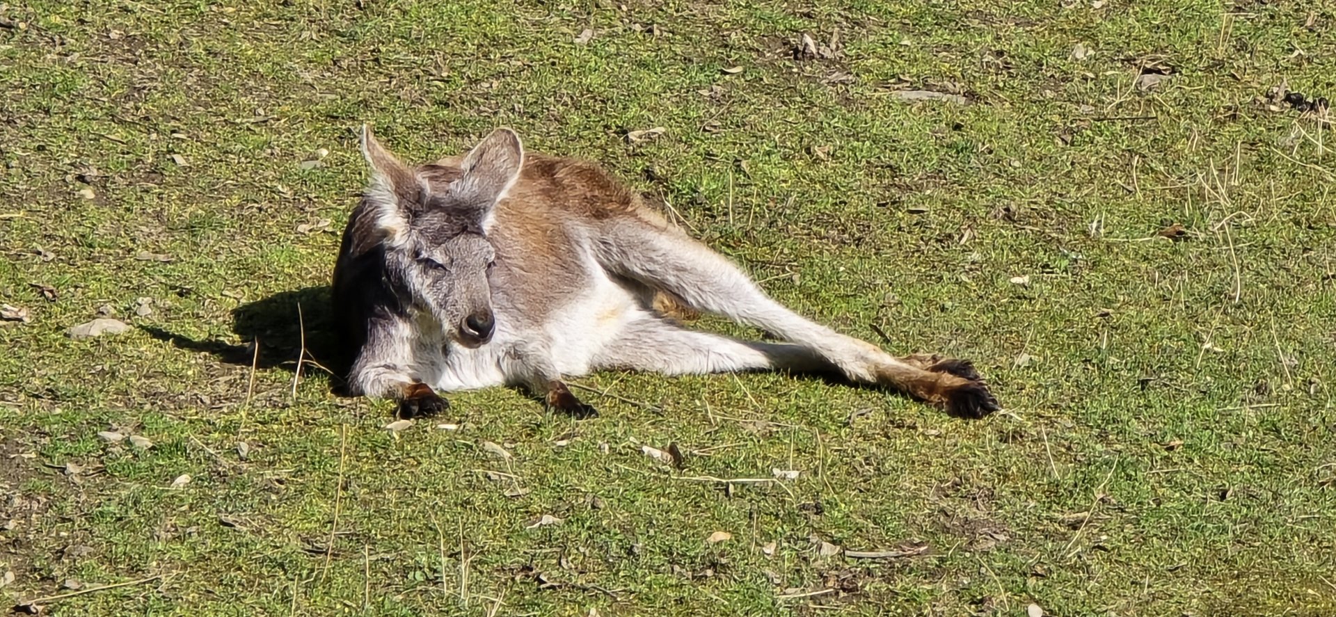 Eastern wallaroo