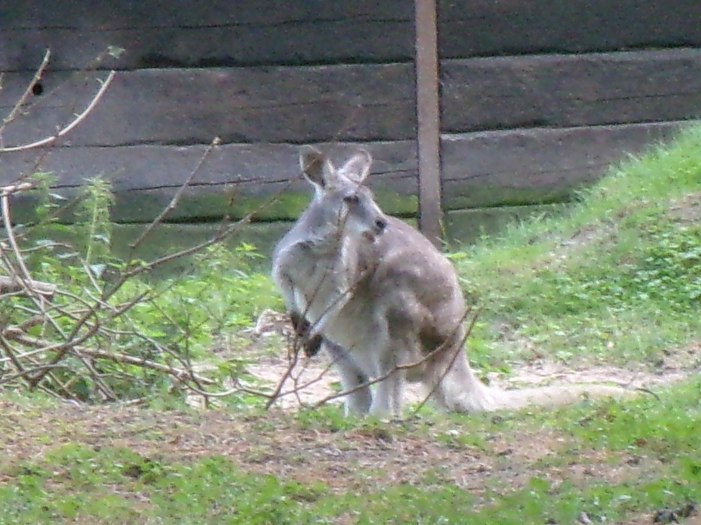 Eastern wallaroo