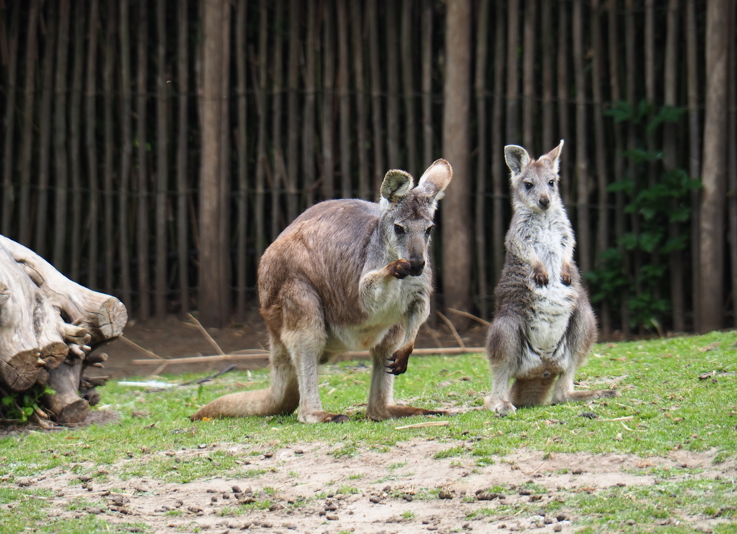 Eastern wallaroos (Macropus robustus robustus), 2019-05-25