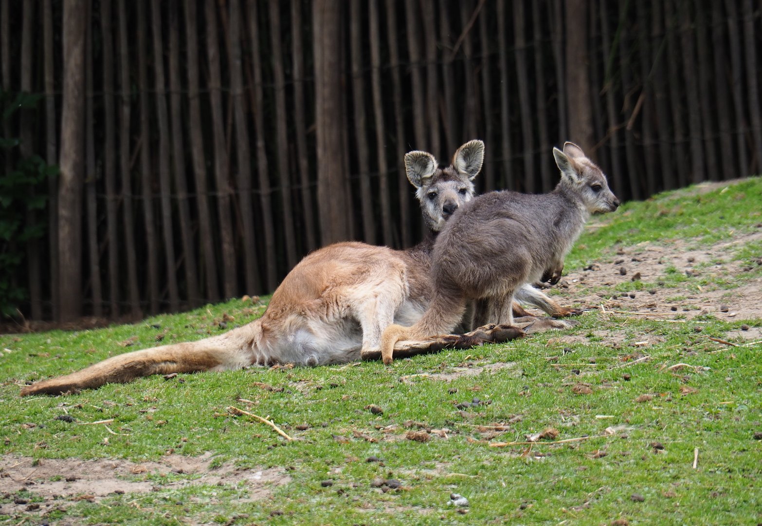 Eastern wallaroos (Macropus robustus robustus), 2019-05-25