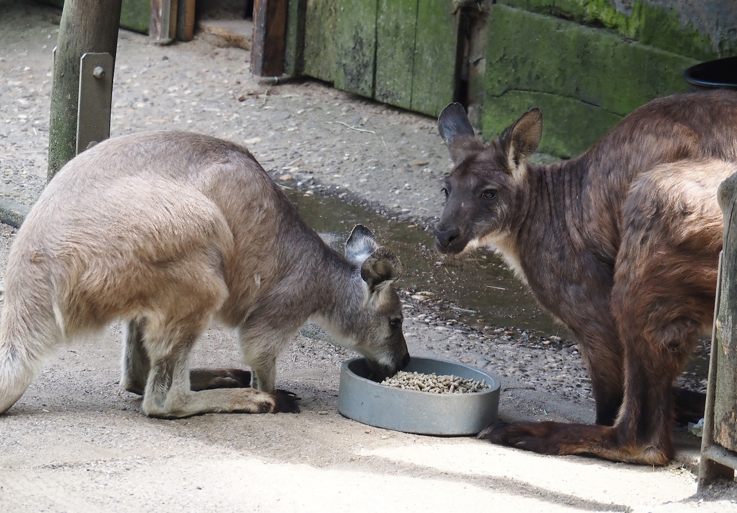 Eastern wallaroos (Osphranter robustus robustus), 2024-06-08