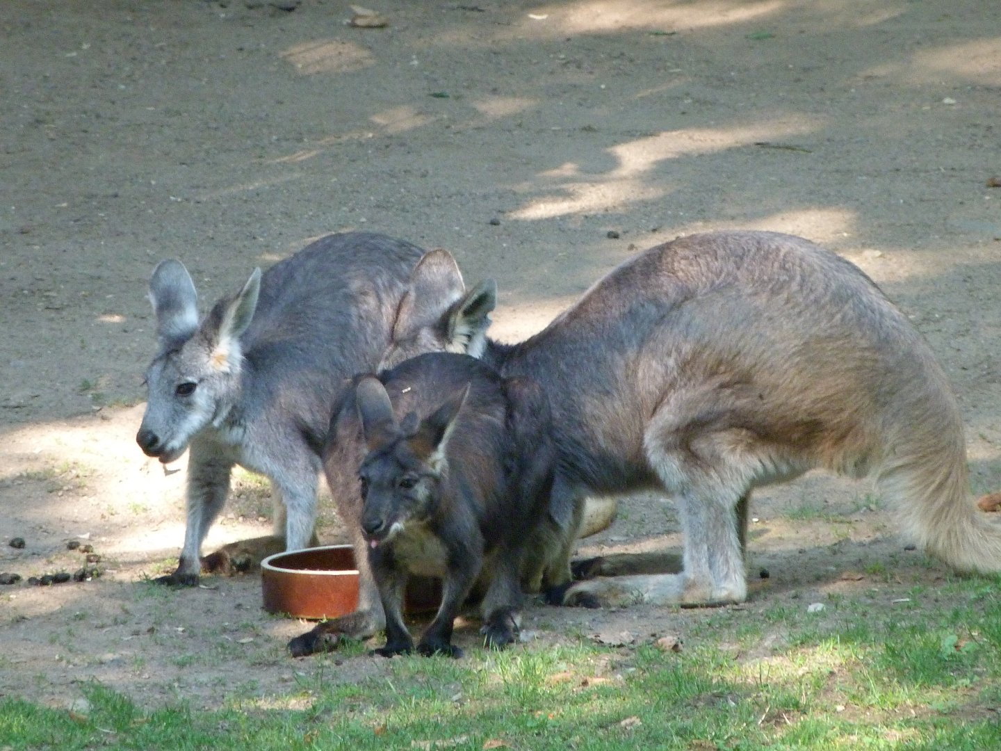 Eastern wallaroos -Zoo Praha (2025)