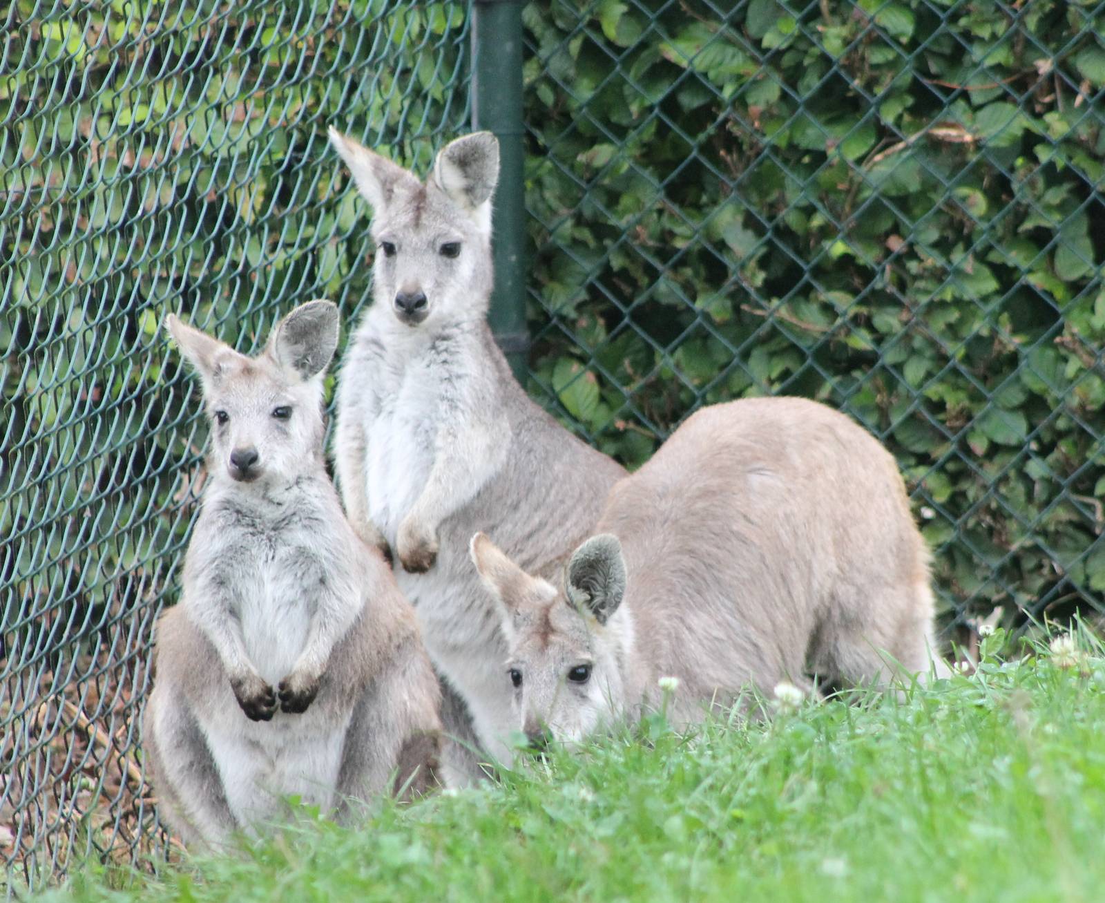 Eastern wallaroos