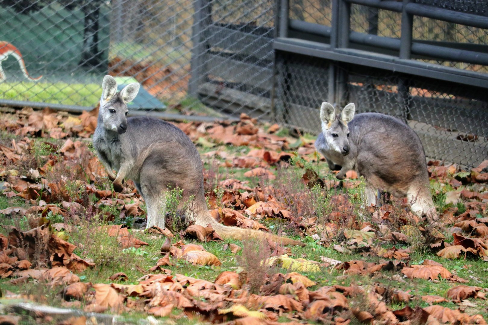 Eastern Wallaroos