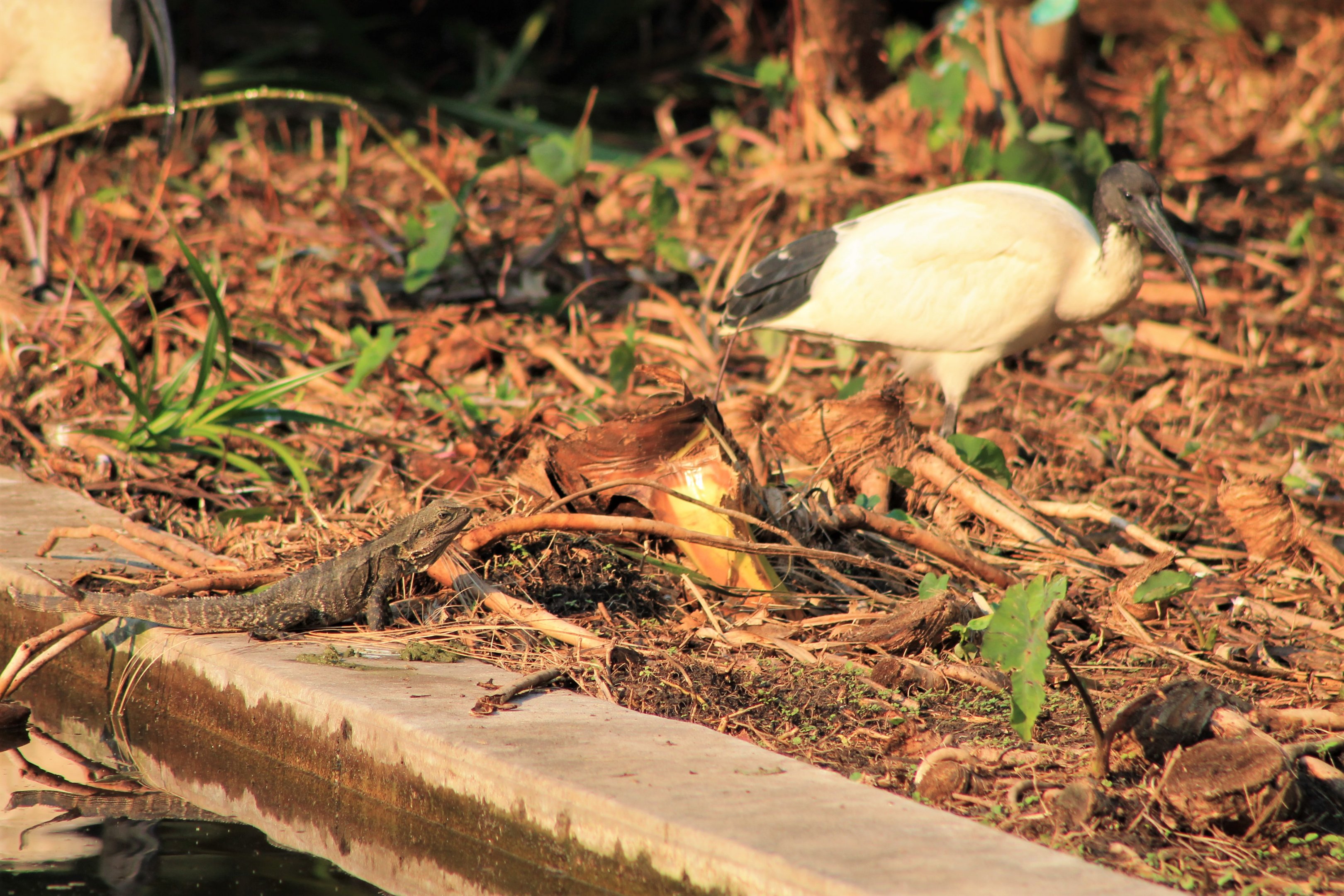 Eastern Water Dragon and Australian White Ibis