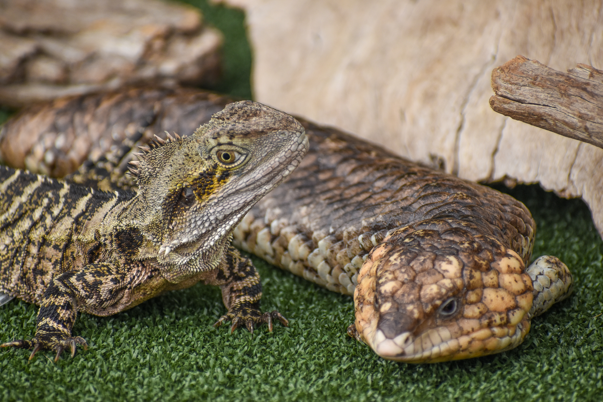Eastern Water Dragon and Shingleback