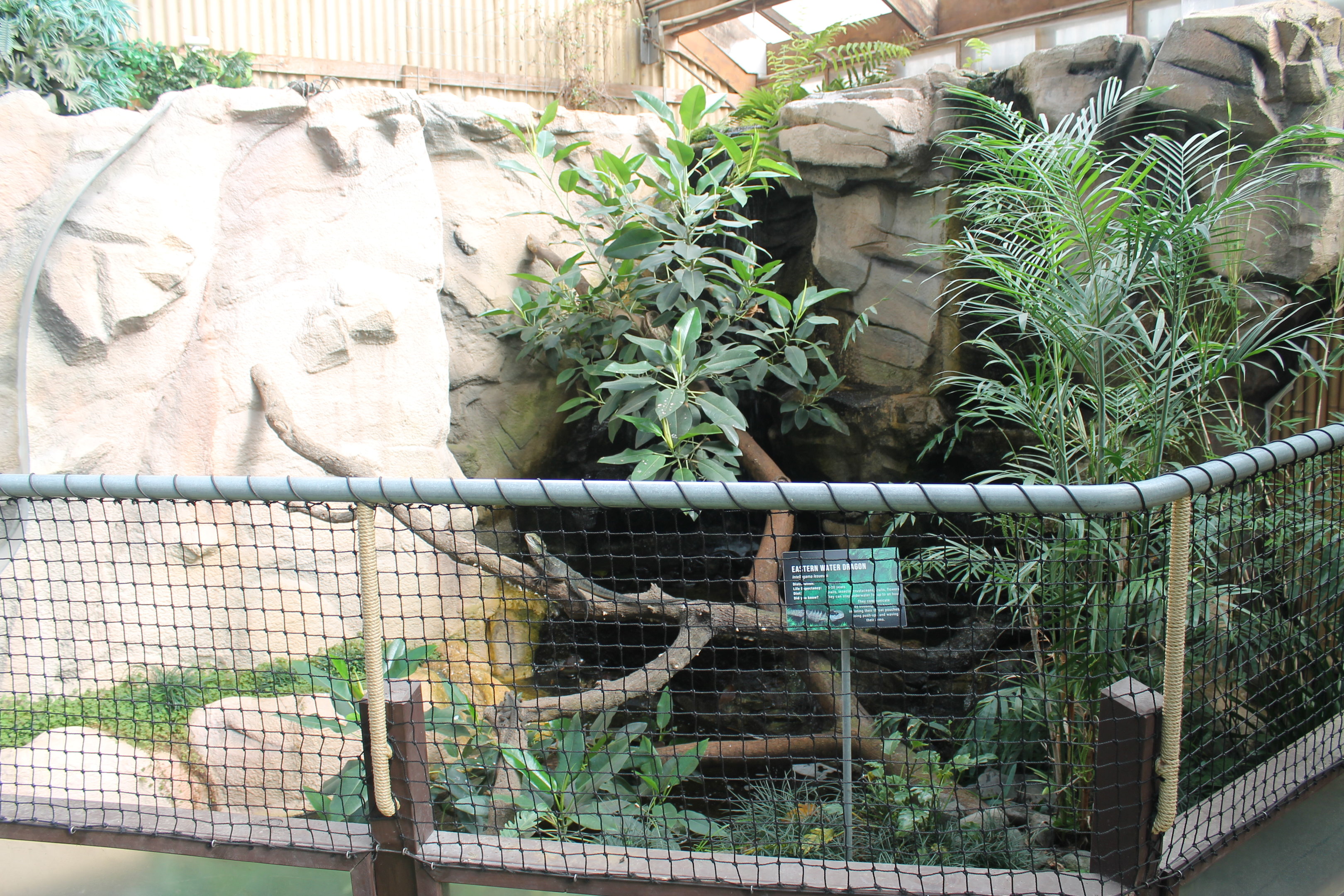 Eastern Water Dragon enclosure