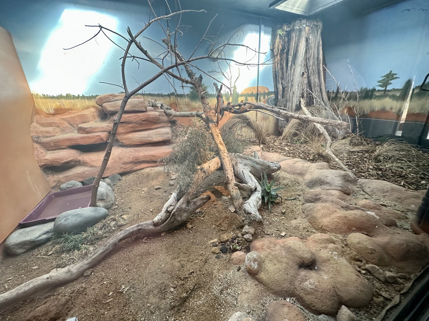 Eastern Water Dragon Exhibit 1