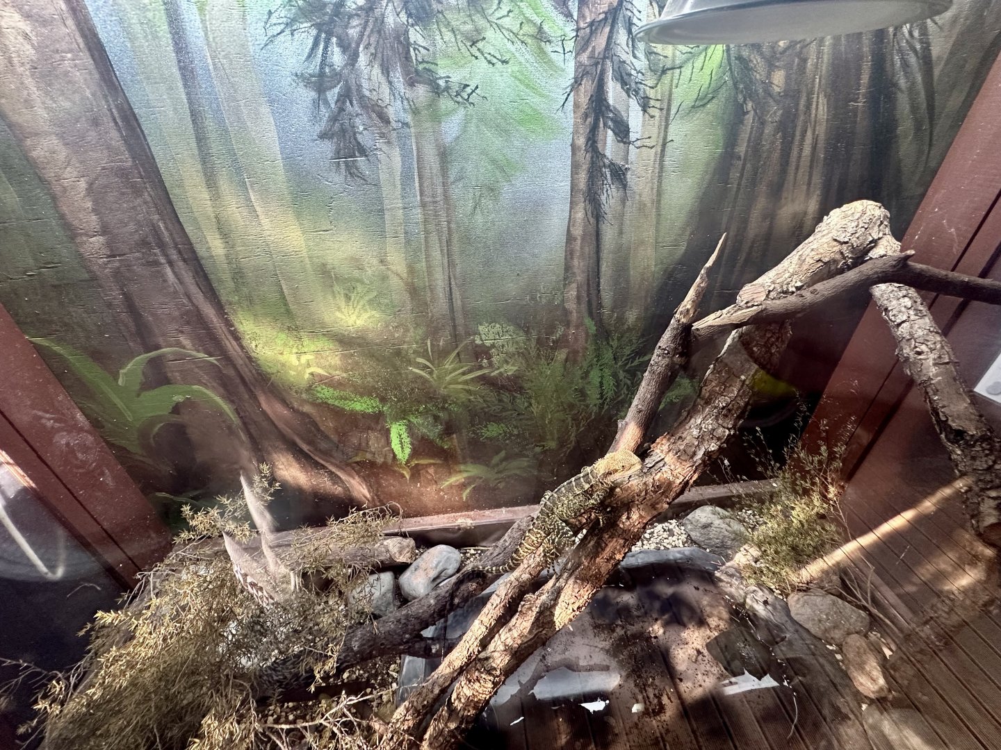 Eastern Water Dragon Exhibit 2