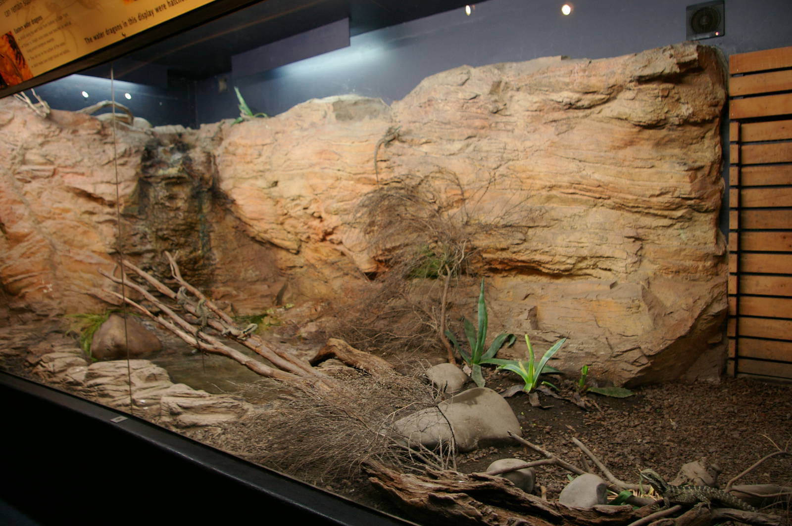 eastern water dragon exhibit