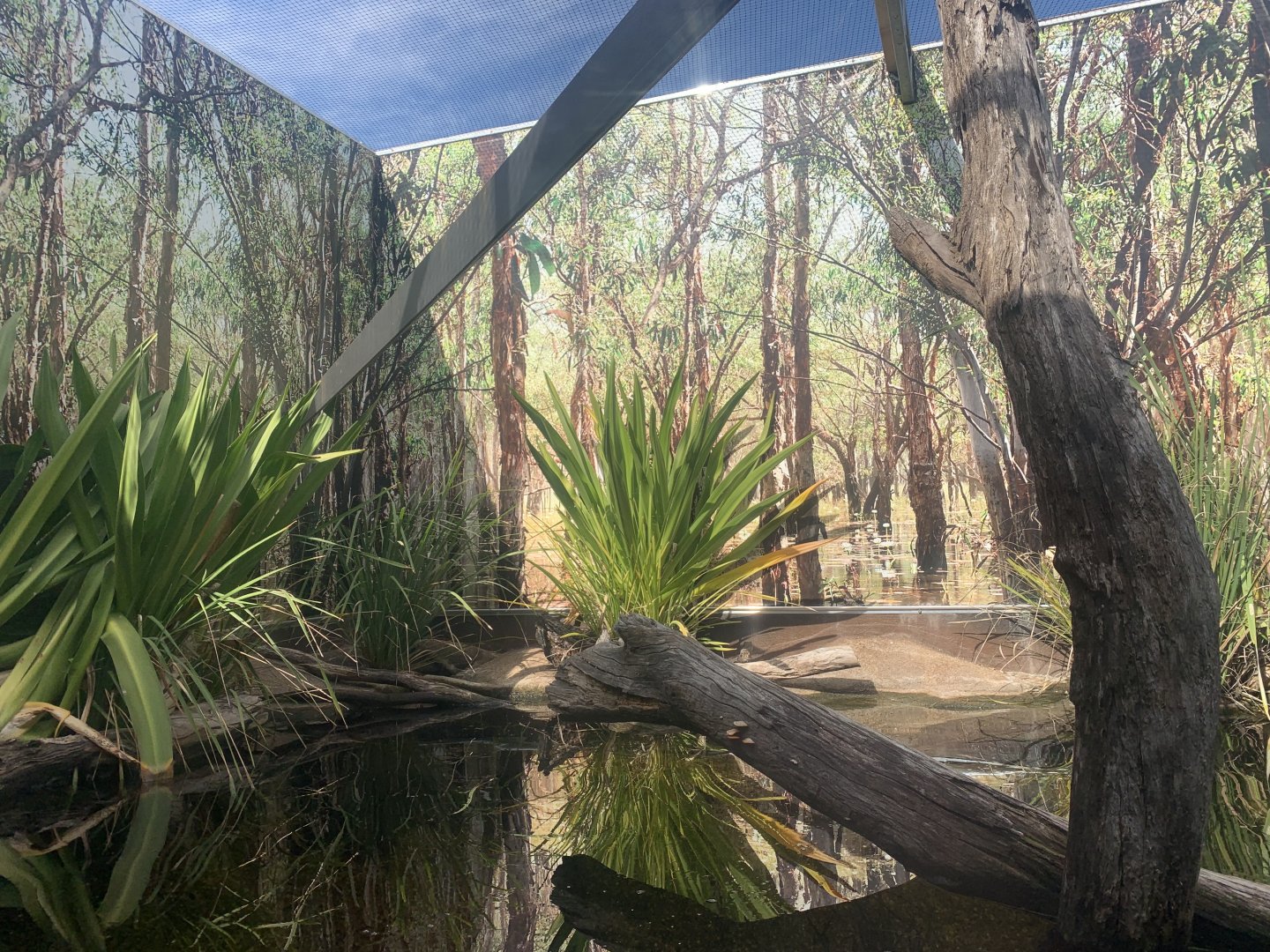 Eastern Water Dragon Exhibit