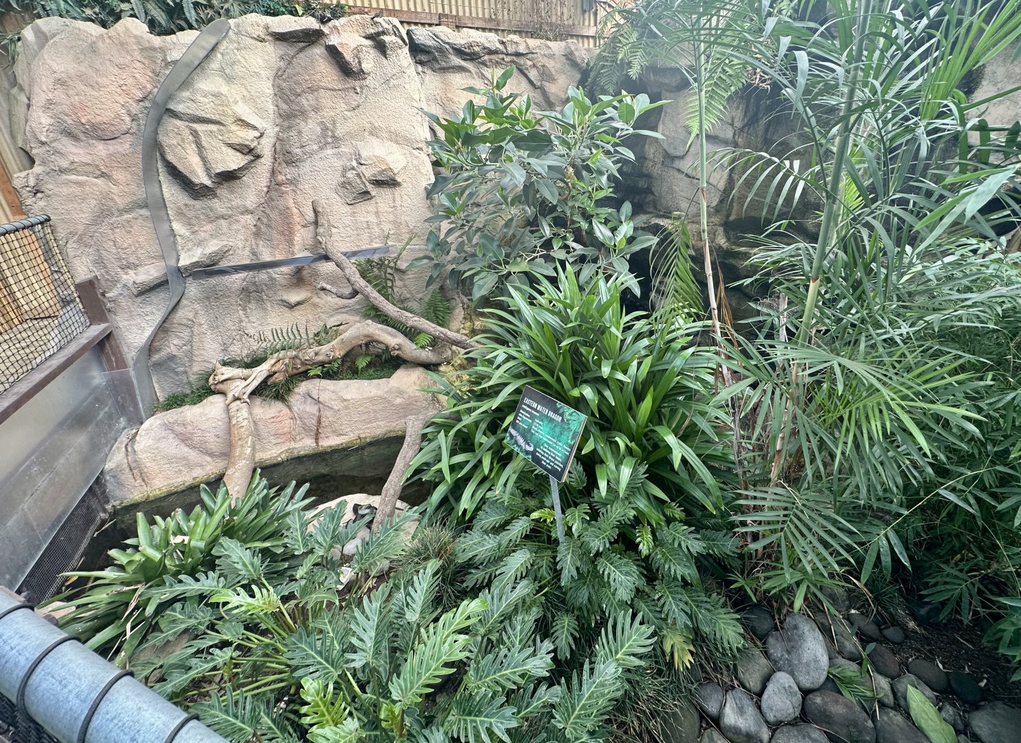 Eastern Water Dragon Exhibit