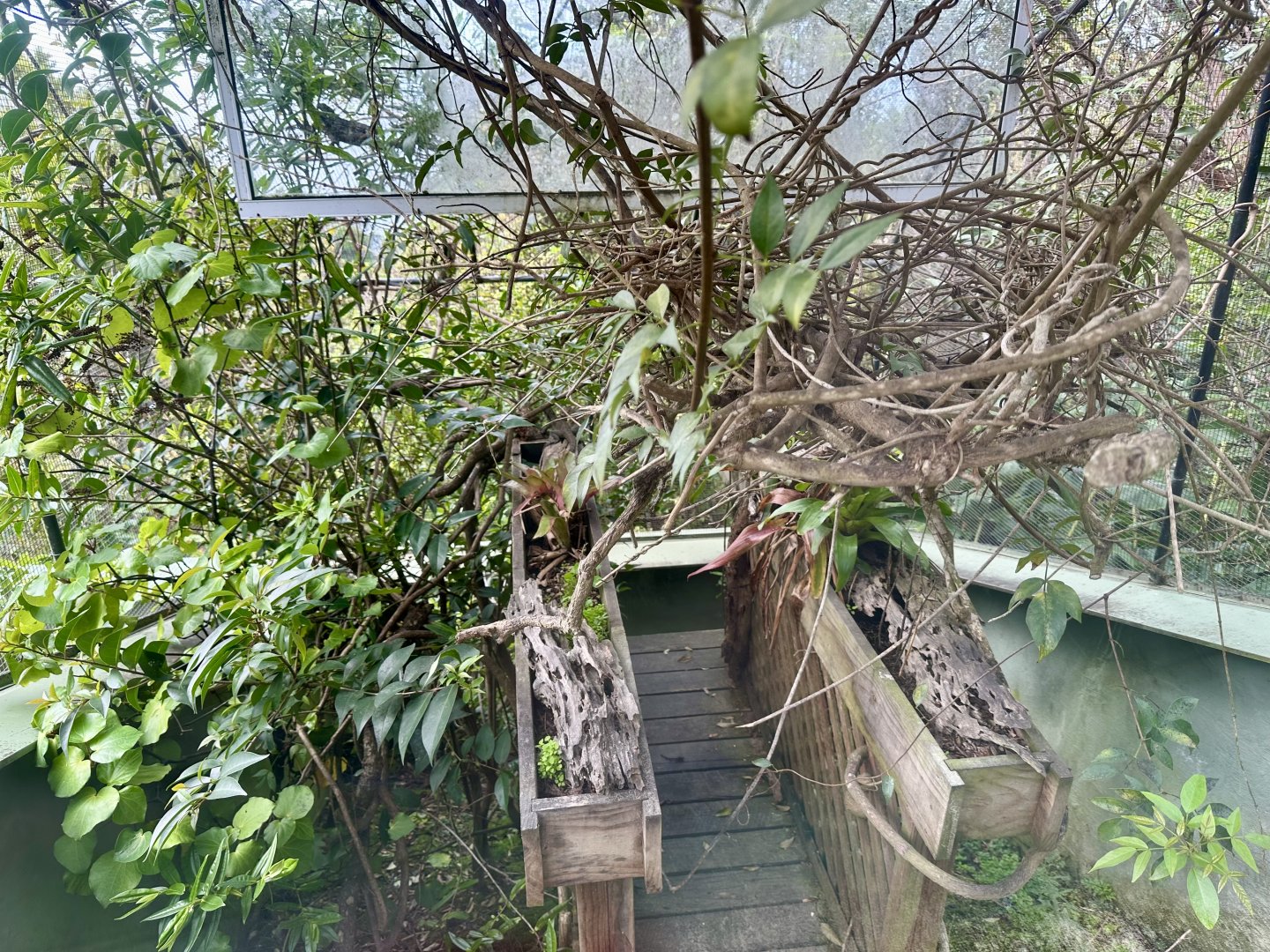 Eastern Water Dragon Exhibit