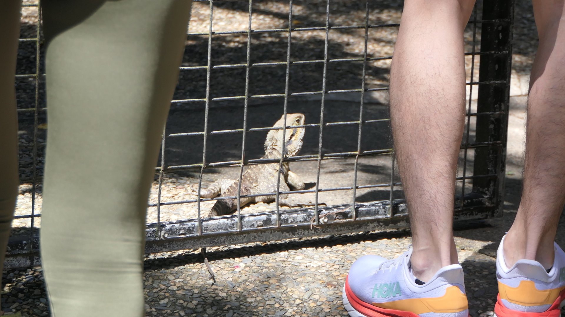 Eastern Water Dragon getting in the way