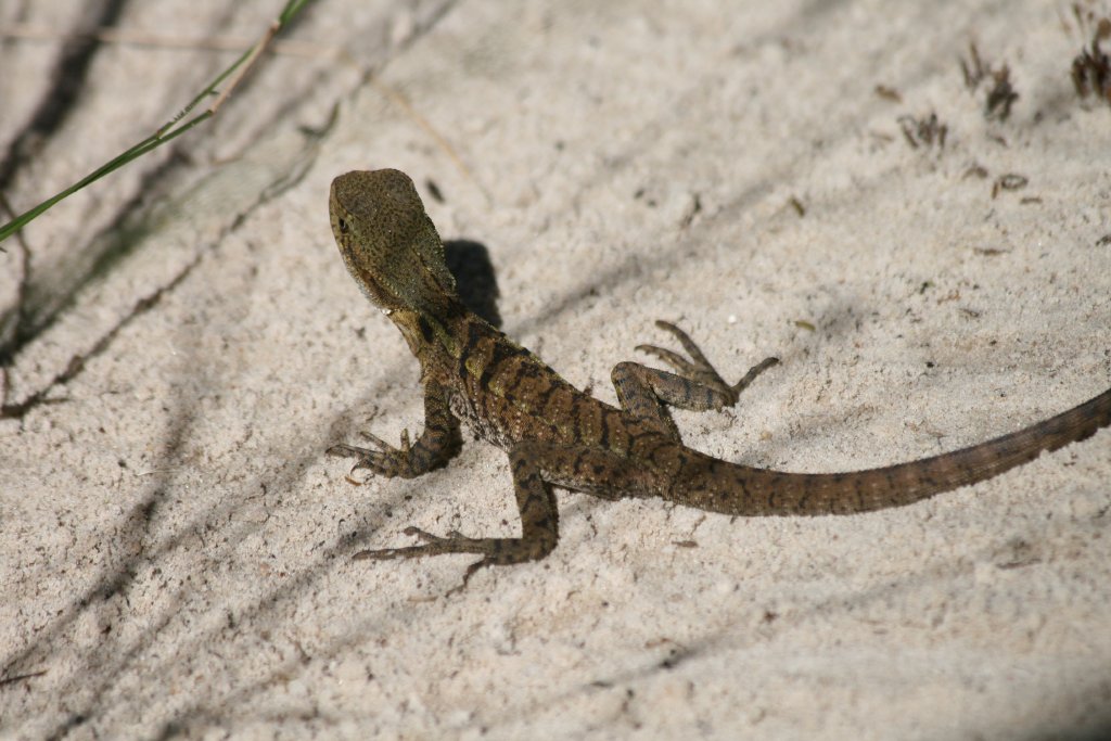 Eastern Water Dragon hatchling, free-ranging