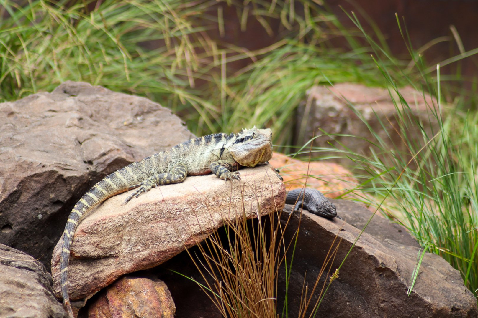 Eastern Water Dragon (Intellagama lesueurii) and Cunningham's Skink  (Egernia cunninghami)
