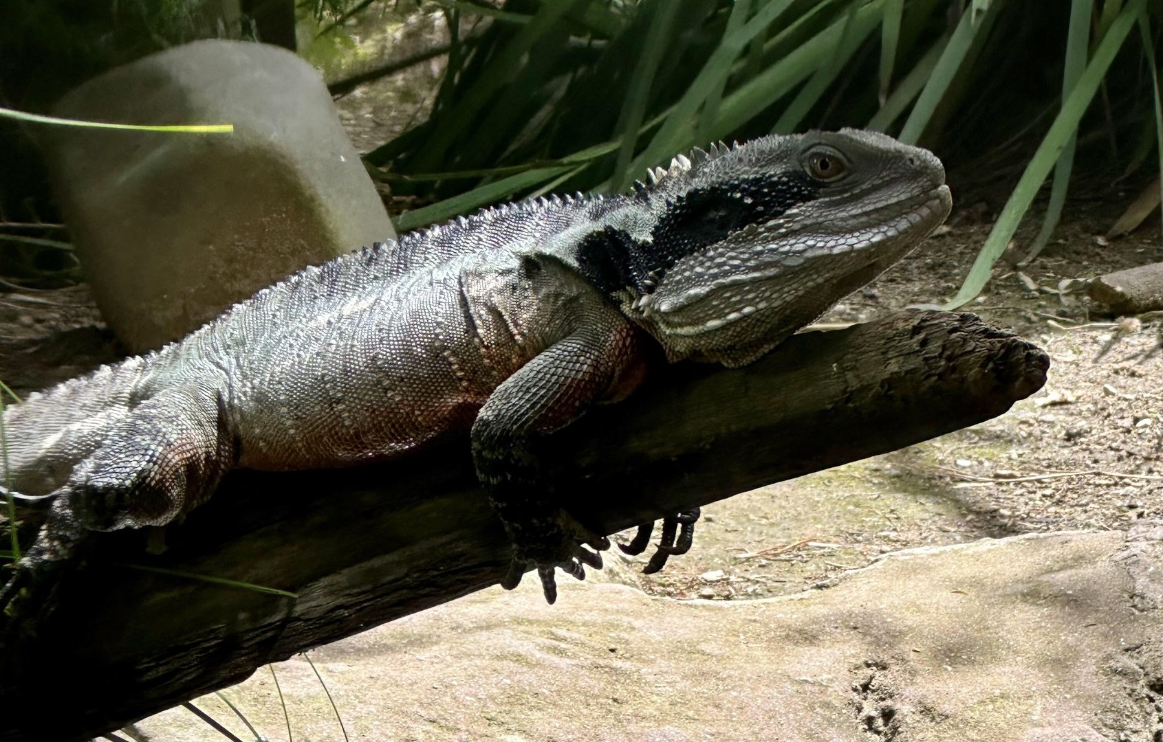 Eastern water dragon (Intellagama lesueurii lesueurii)