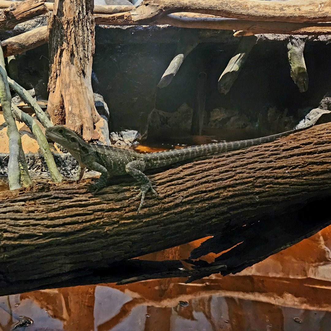 Eastern Water Dragon (Intellagama lesueurii lesueurii)