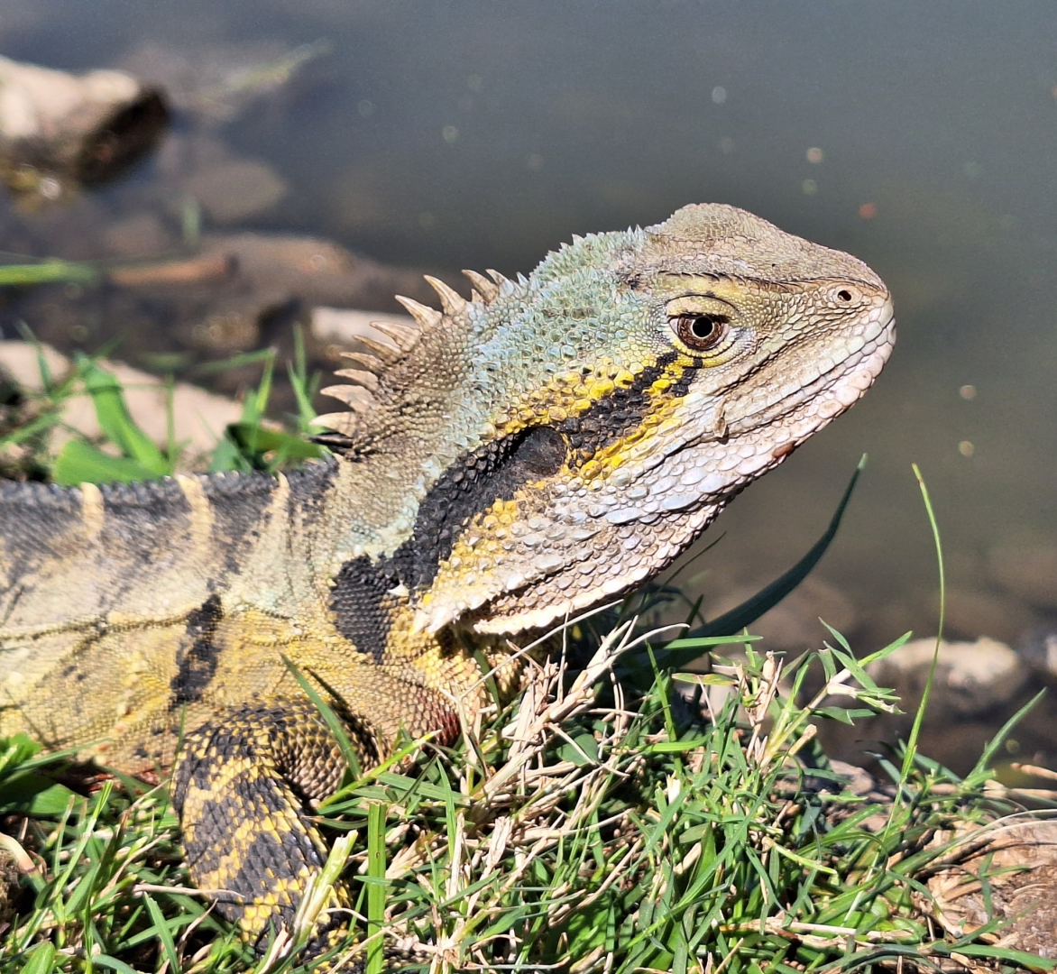 Eastern Water Dragon (Intellagama lesueurii lesueurii)