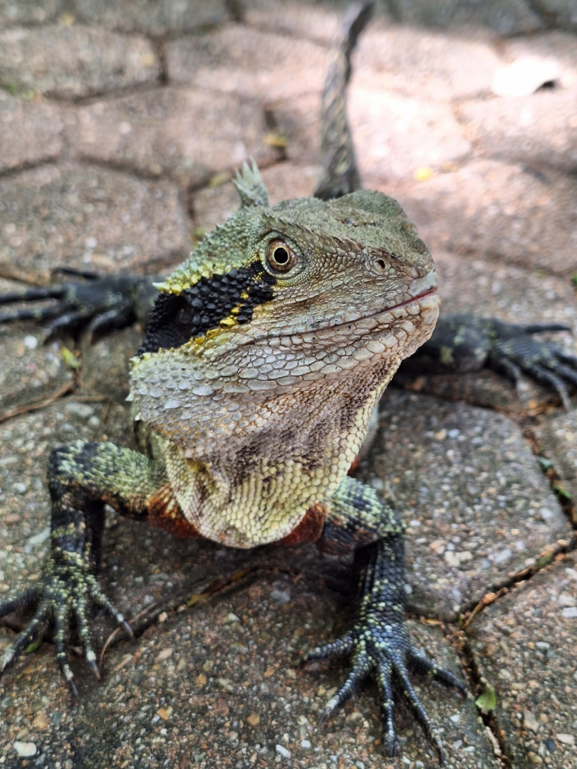 Eastern Water Dragon (Intellagama lesueurii lesueurii)