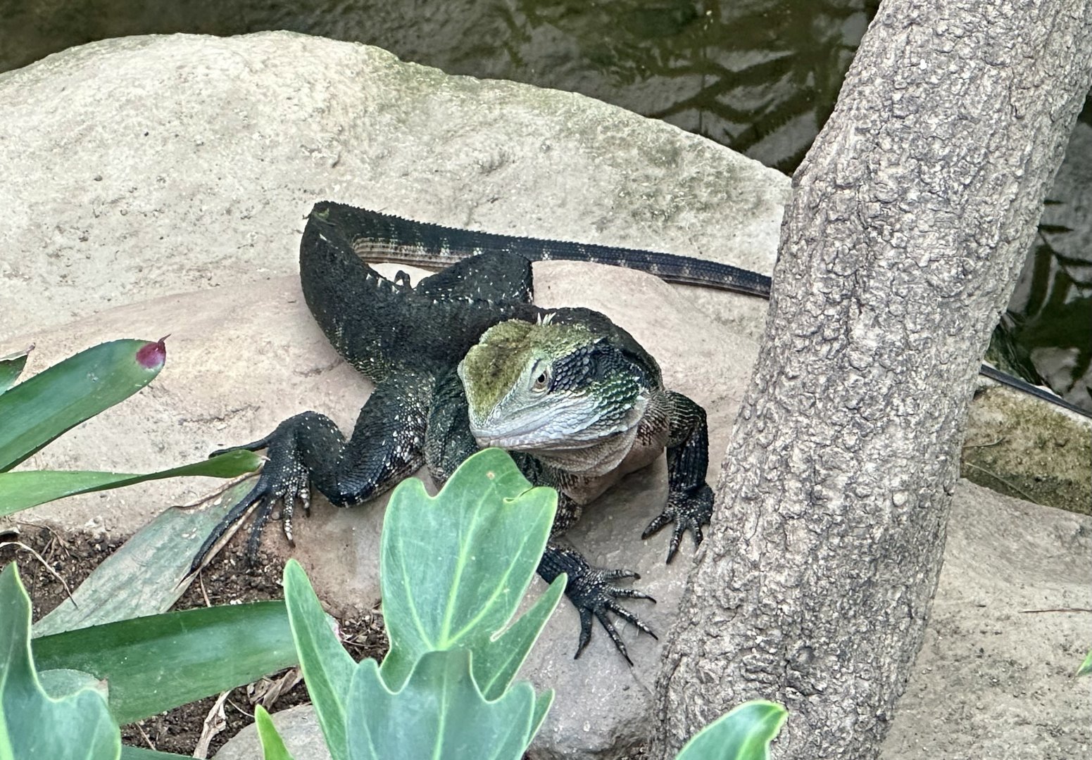 Eastern water dragon (Intellagama lesueurii lesueurii)