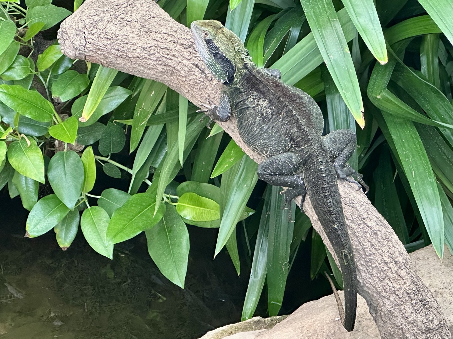 Eastern water dragon (Intellagama lesueurii lesueurii)