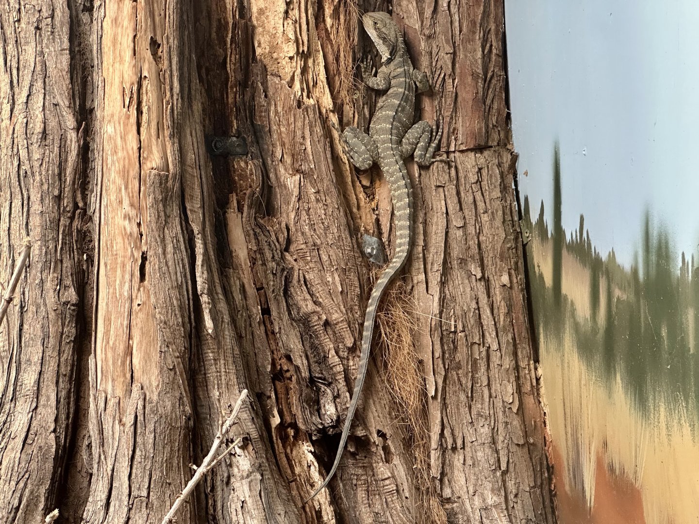 Eastern water dragon (Intellagama lesueurii lesueurii)