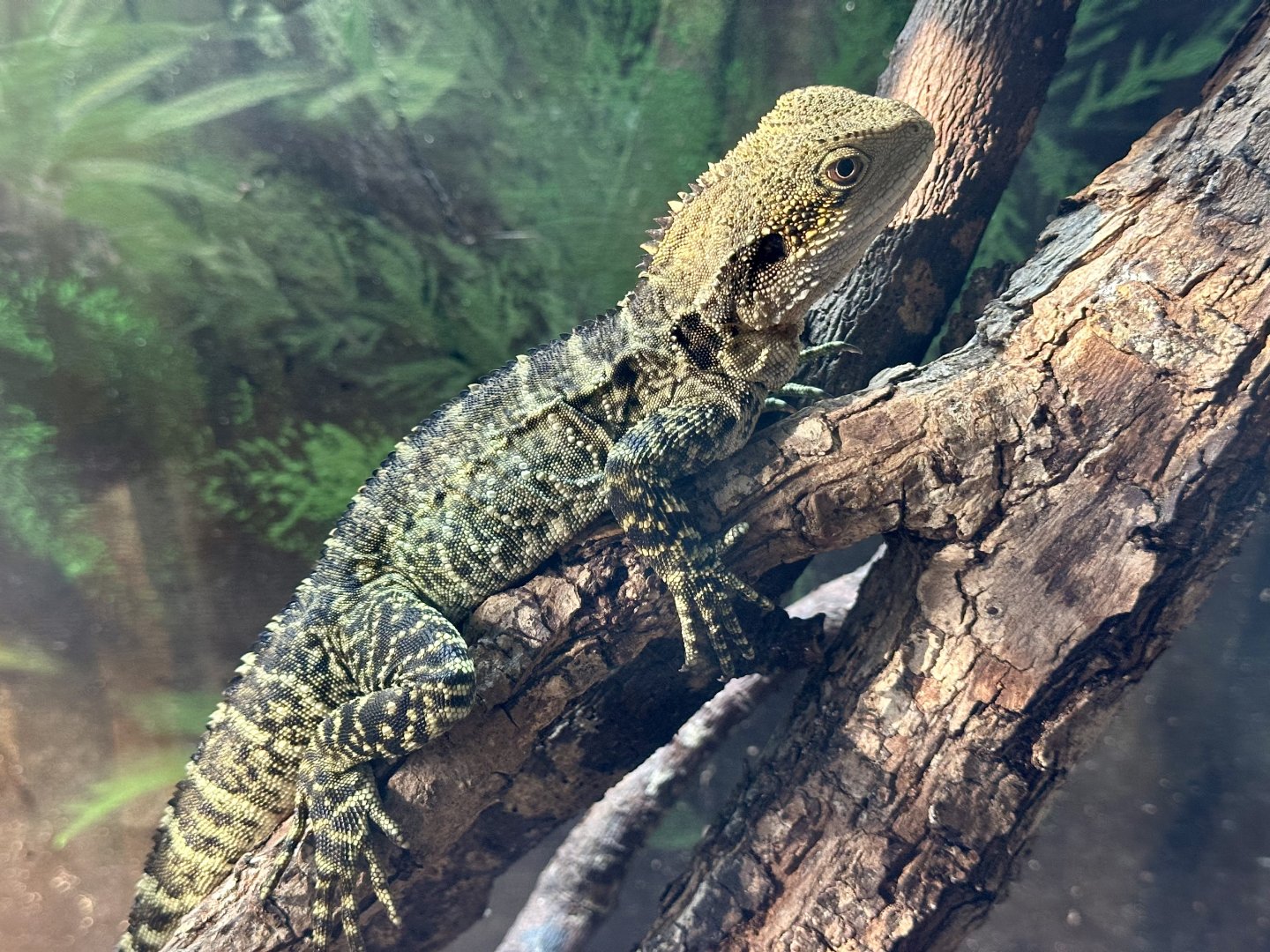 Eastern water dragon (Intellagama lesueurii lesueurii)
