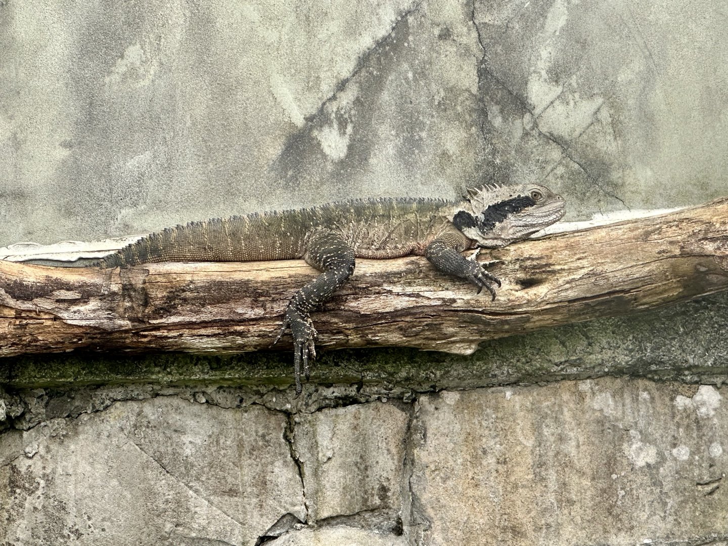 Eastern water dragon (Intellagama lesueurii lesueurii)